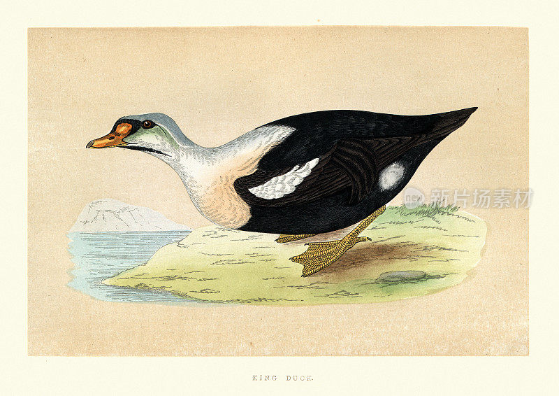 采购产品King eider, Somateria spectabilis，鸭子，野生动物，鸟，海鸭，艺术版画